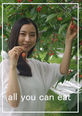 福島のさくらんぼ，福島のさくらんぼ狩り。真っ赤なさくらんぼ，甘味最高のさくらんぼです。